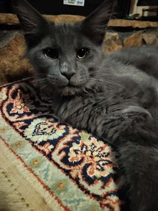 MaineCoon Pride Picture 10
