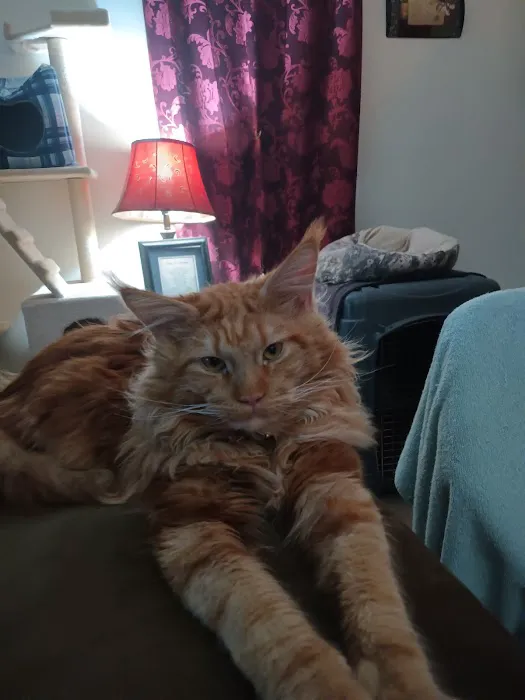 MaineCoon Pride Picture 9