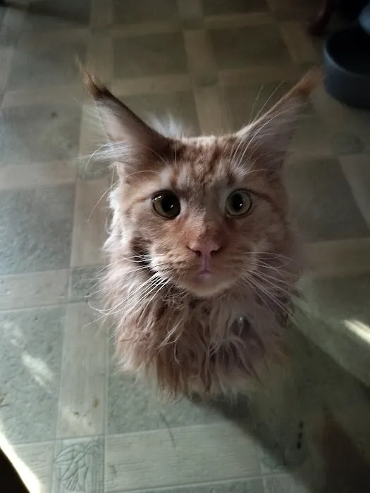 MaineCoon Pride Picture 8