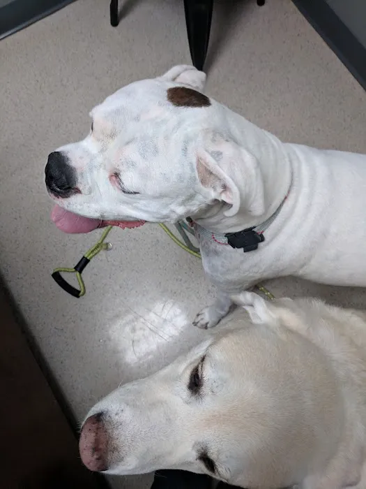 Holcomb Bridge Animal Hospital Picture 7