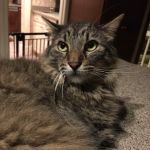 East Roswell Vet Hospital