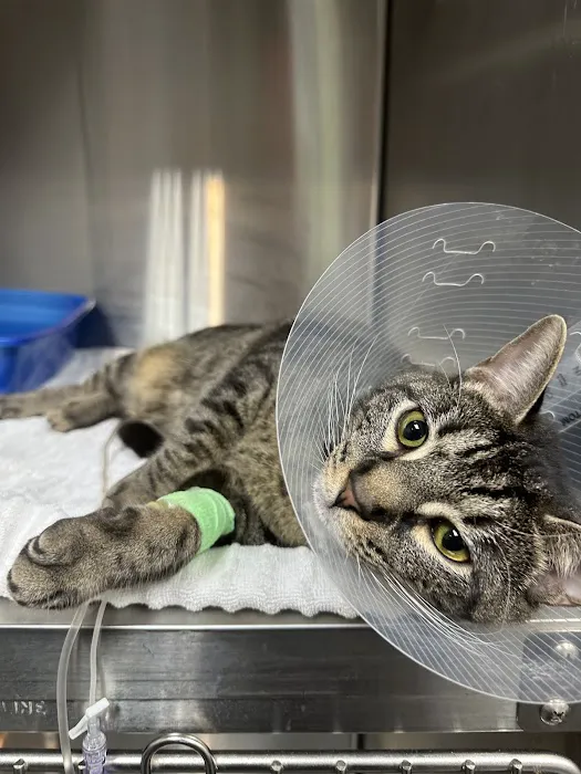 Roswell Vets4Pets Picture 1
