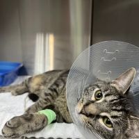 Roswell Vets4Pets ico