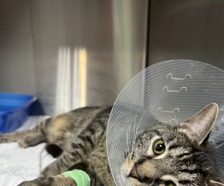 Roswell Vets4Pets