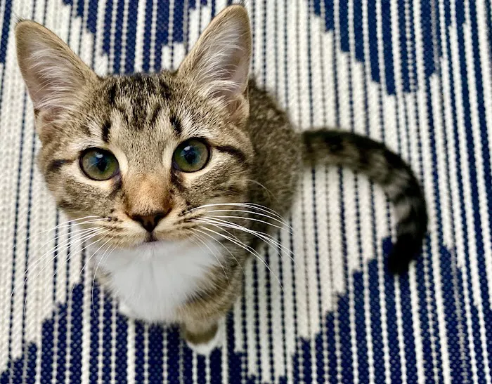 Roswell Vets4Pets Picture 7