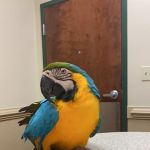 Lanier Animal Hospital