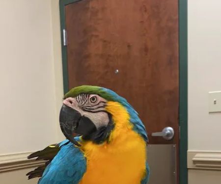 Lanier Animal Hospital
