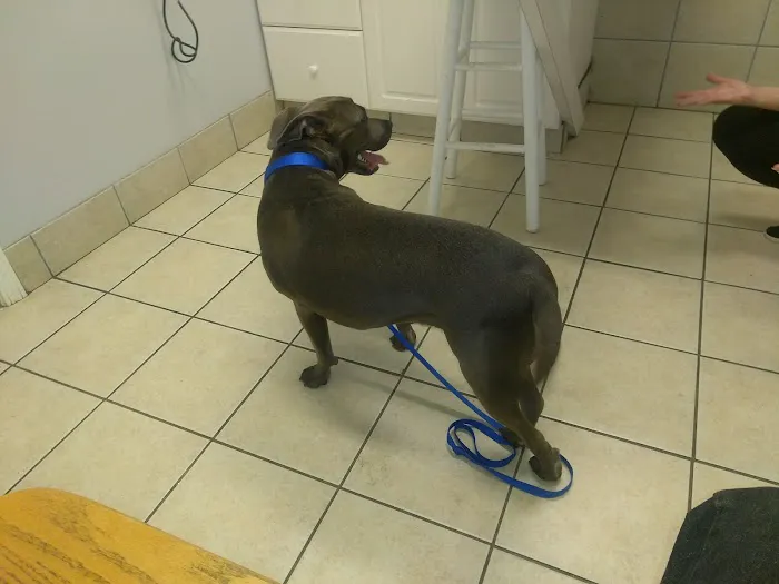 Sugar Hill Animal Hospital Picture 1