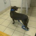 Sugar Hill Animal Hospital