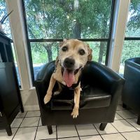 Johns Creek Veterinary Clinic ico