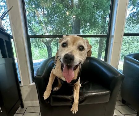 Johns Creek Veterinary Clinic