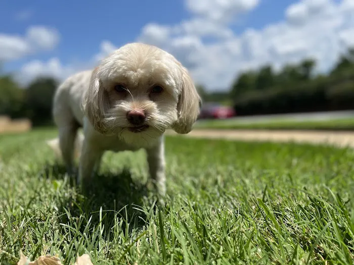 Johns Creek Veterinary Clinic Picture 2