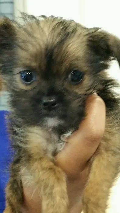 Johns Creek Veterinary Clinic Picture 6