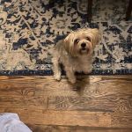 Ivy Hill Animal Hospital