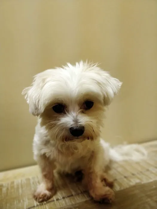 Ivy Hill Animal Hospital Picture 6