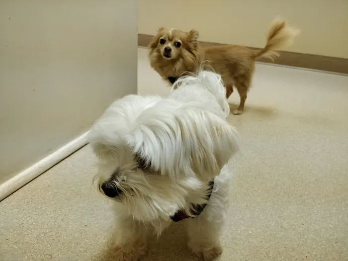 Ivy Hill Animal Hospital Picture 5