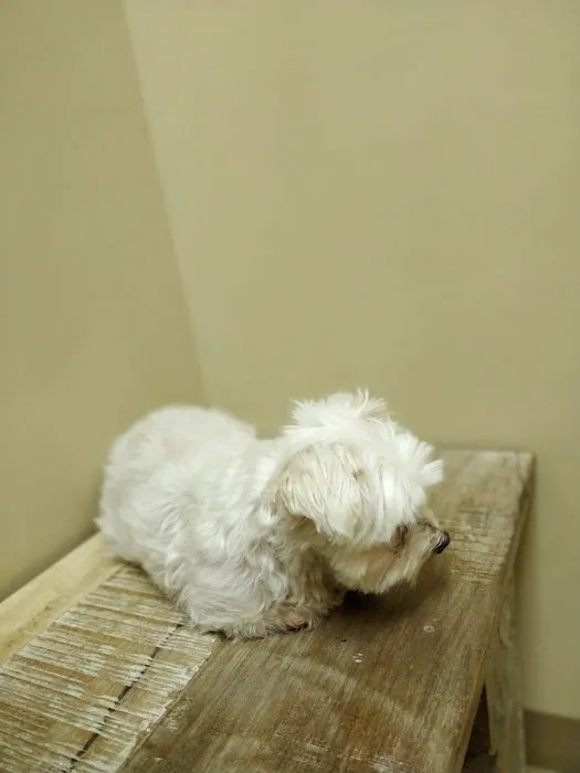 Ivy Hill Animal Hospital Picture 7