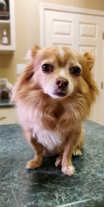 Ivy Hill Animal Hospital Picture 9