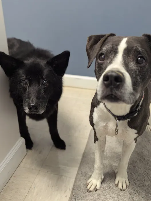 Mill Creek Animal Hospital Picture 4