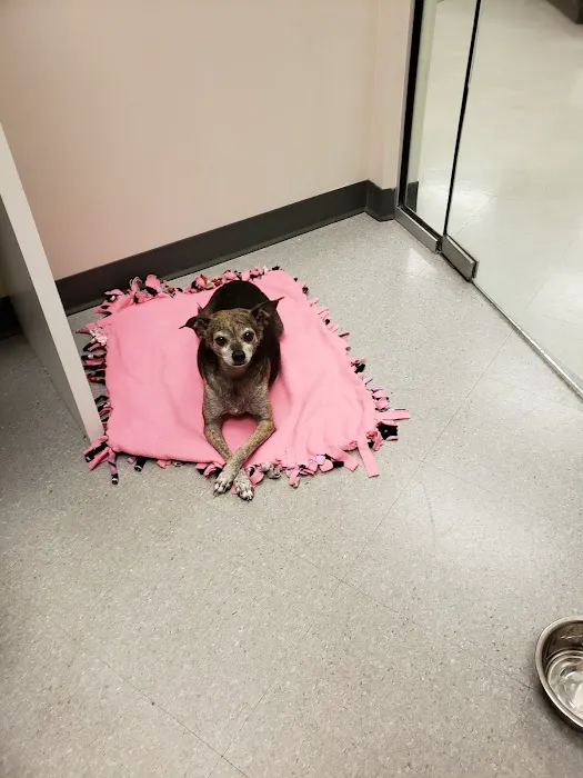 Camden Village Animal Hospital Picture 10