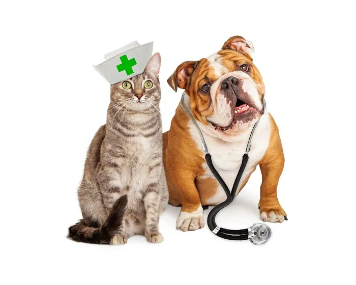 Bethel Animal Hospital Picture 3