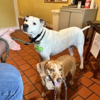 Thompson Creek Animal Hospital ico