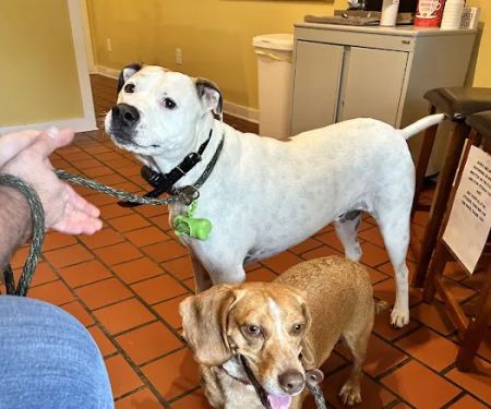 Thompson Creek Animal Hospital