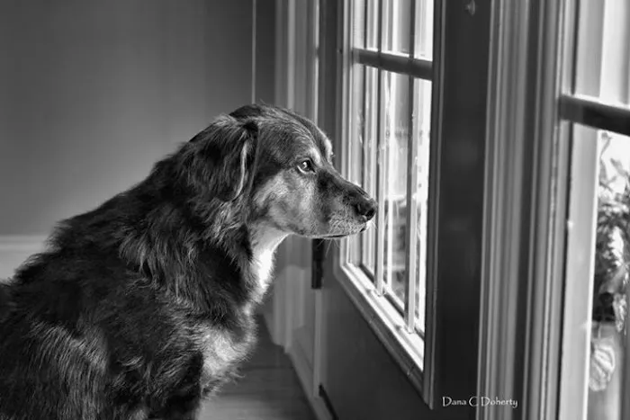 Thompson Creek Animal Hospital Picture 4