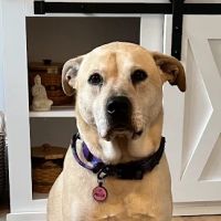 Dawsonville Veterinary Hospital ico