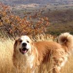 Foothills Veterinary Clinic