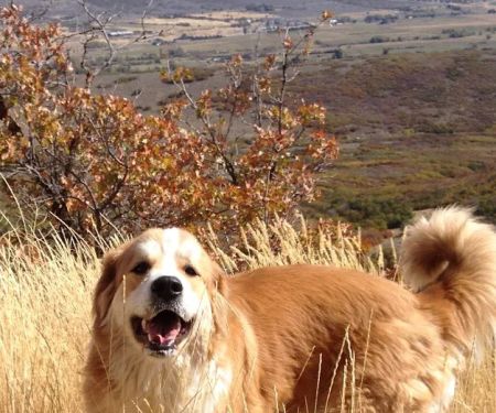 Foothills Veterinary Clinic