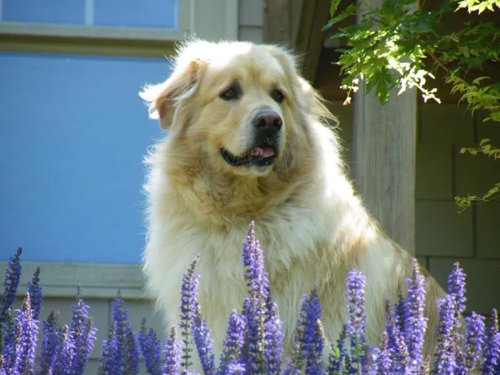 Foothills Veterinary Clinic Picture 4