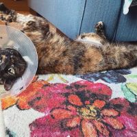 All Animals Veterinary Hospital ico