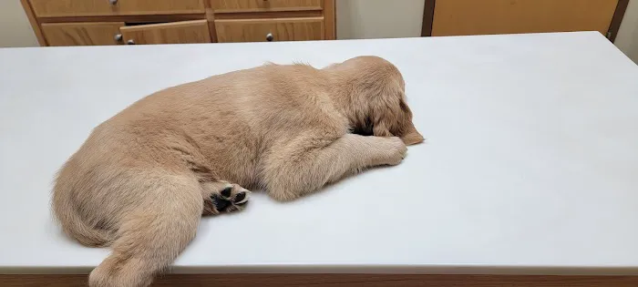 All Animals Veterinary Hospital Picture 8
