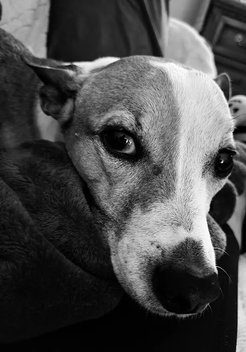 Sandy Paws Veterinary Hospital Picture 2