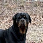 Sandy Paws Veterinary Hospital