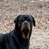 Sandy Paws Veterinary Hospital ico