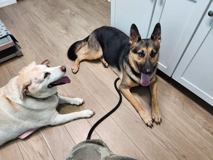 Sandy Paws Veterinary Hospital Picture 5