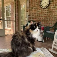 Capeside Animal Hospital ico