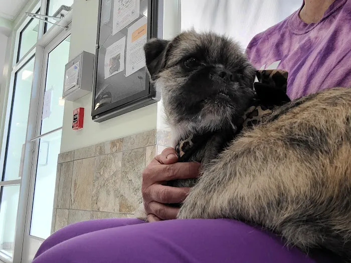 Capeside Animal Hospital Picture 8