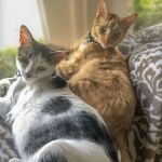 Lanvale Animal Hospital