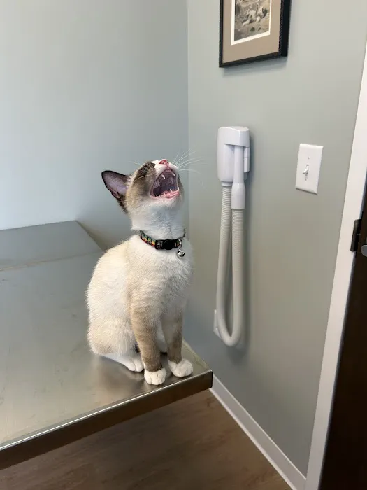 Lanvale Animal Hospital Picture 9