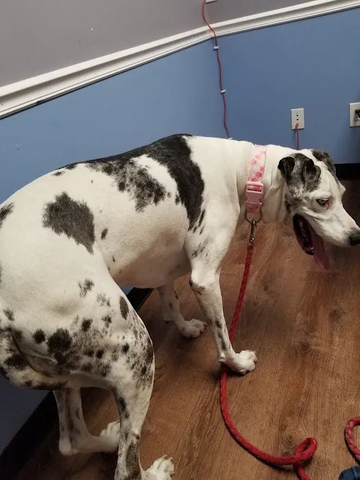 Leland Veterinary Hospital Picture 2