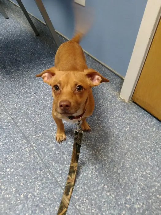 Leland Veterinary Hospital Picture 1