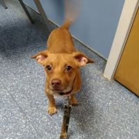 Leland Veterinary Hospital ico