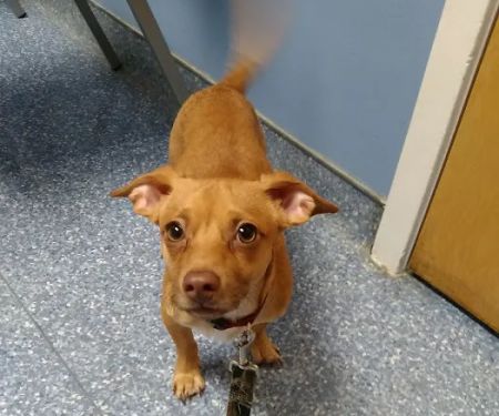 Leland Veterinary Hospital