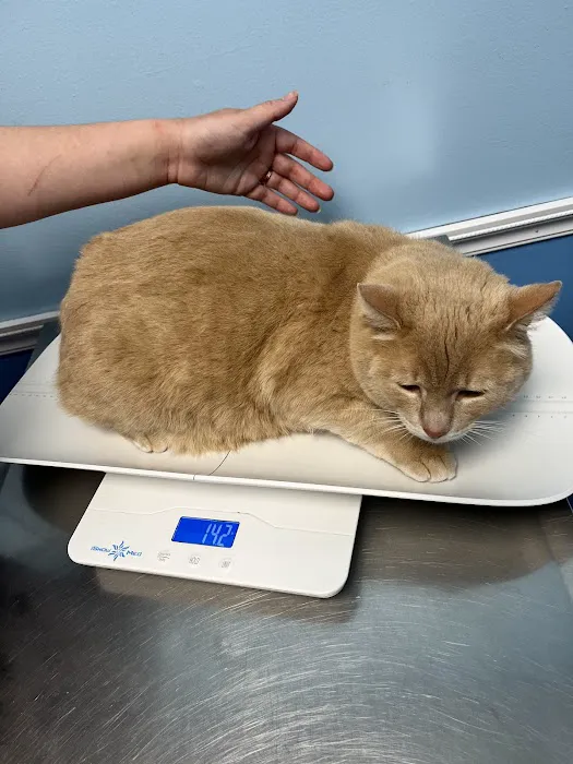 Leland Veterinary Hospital Picture 7
