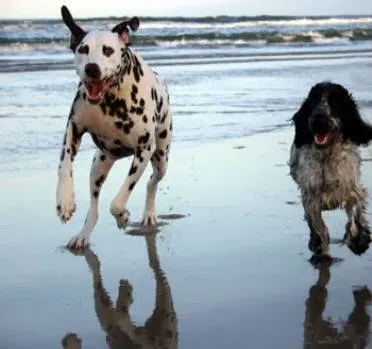 Ocean Isle Veterinary Hospital Picture 1