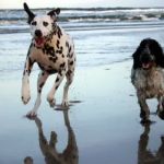 Ocean Isle Veterinary Hospital