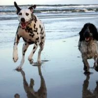 Ocean Isle Veterinary Hospital ico